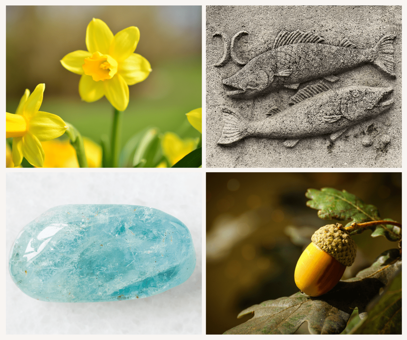 Four images of symbols of March, including daffodil flower, the fish of the Pisces zodiac, an aquamarine gemstone, and an acorn from the oak tree