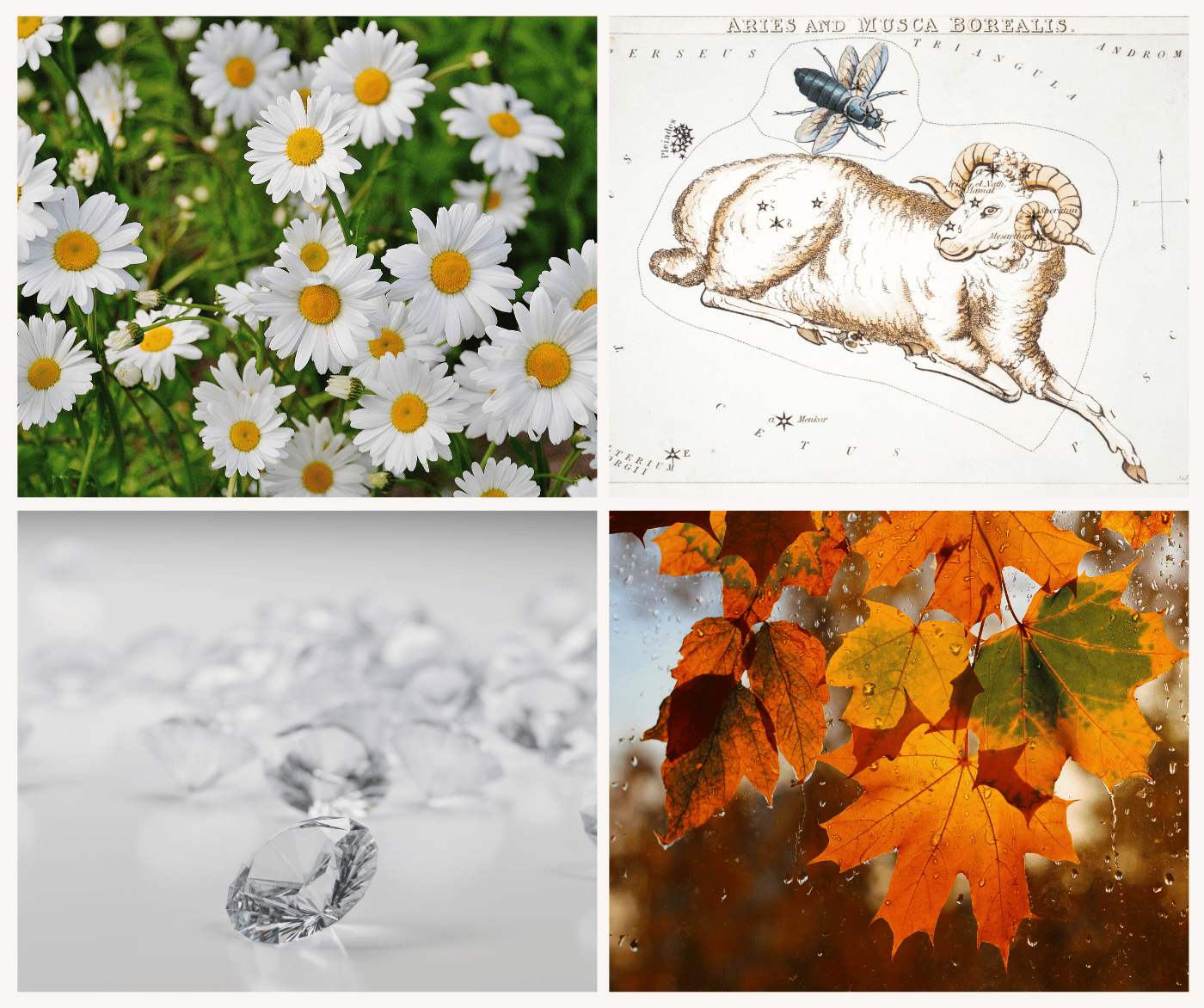 Four images of symbols of April, including daisy flower, the ram of the Aries zodiac, some diamonds, and the leaf of the maple tree
